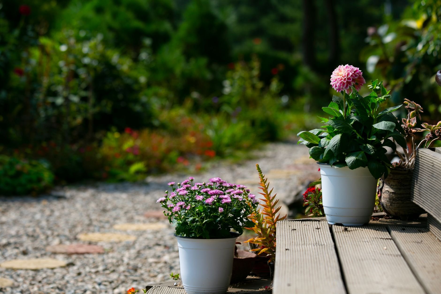 A picturesque garden scene with colorful flowers in pots during a sunny summer day.